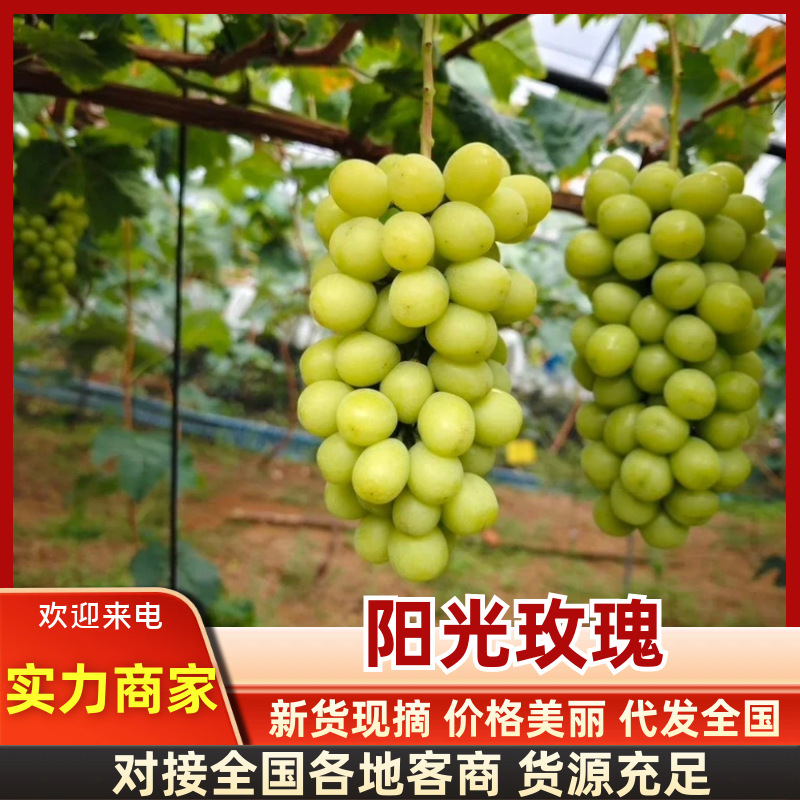 精品阳光玫瑰晴王葡萄基地直发提供一条龙服务放心购买