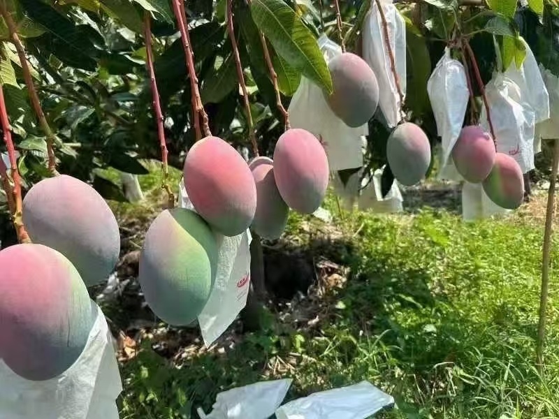 【一件代发】凯特芒