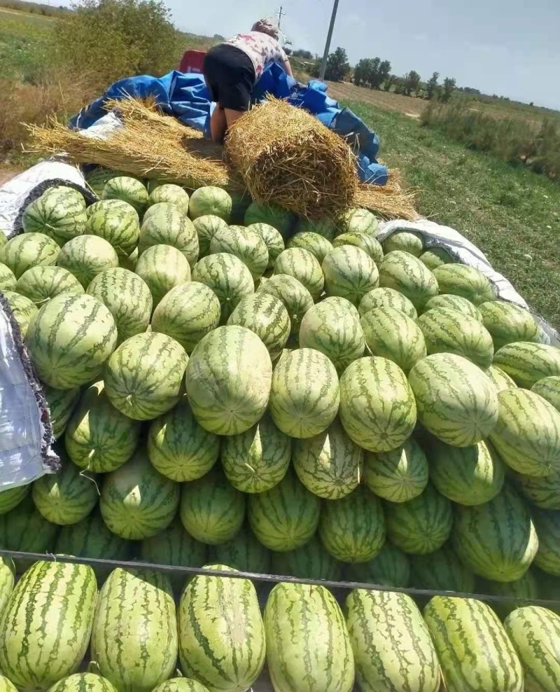 甘肃硒砂瓜石头瓜大吨位供货，瓤红个大耐运输价格可谈发全国
