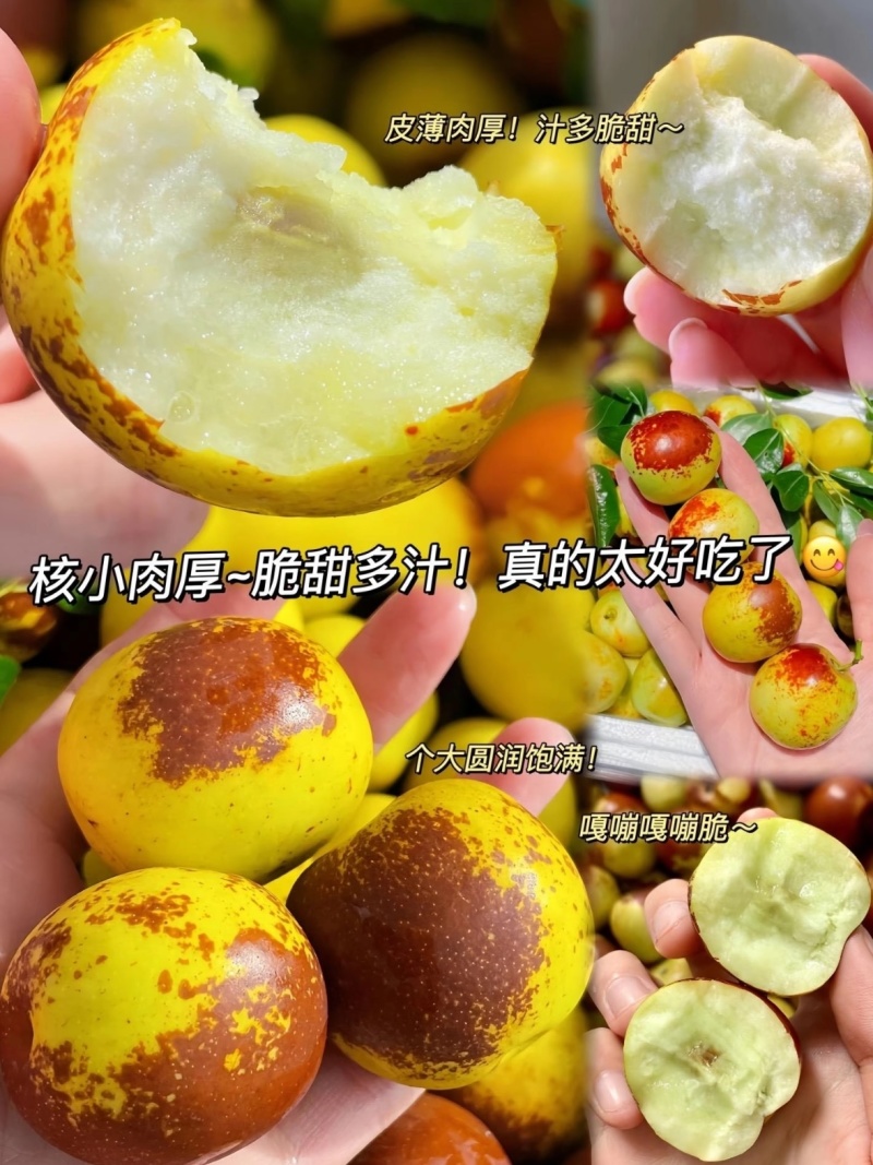 正宗陕西大荔冬枣新鲜大枣脆甜多汁个大饱满松脆可口核小肉厚