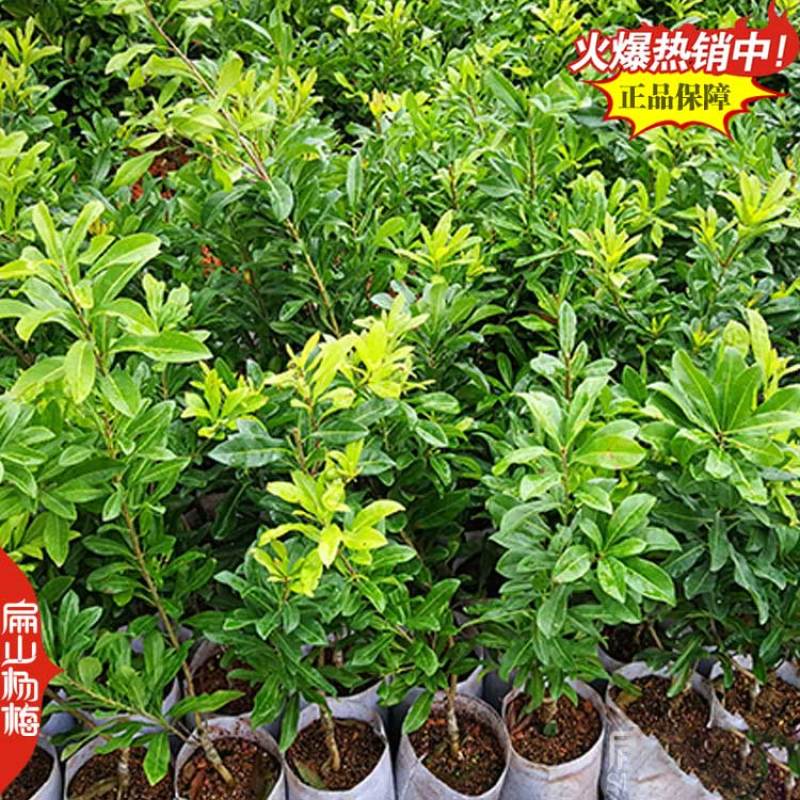 浙江白沙杨梅中杯苗批发台州仙居东魁2号杨梅苗80CM