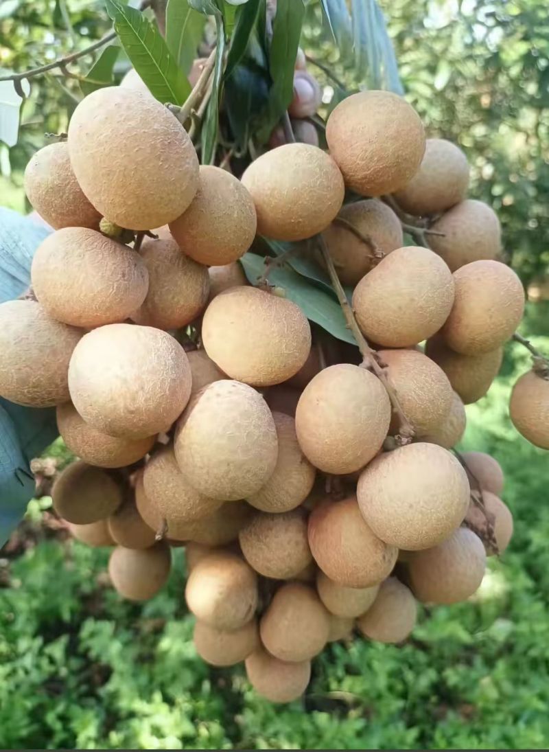 【实力推荐】石峡龙眼大量走货一手货源欢迎各大老板采购