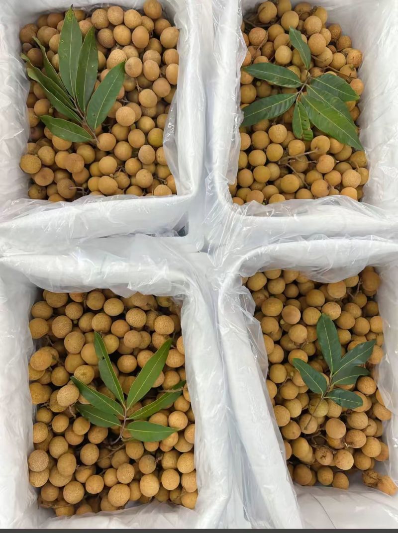 【实力推荐】石峡龙眼大量走货一手货源欢迎各大老板采购
