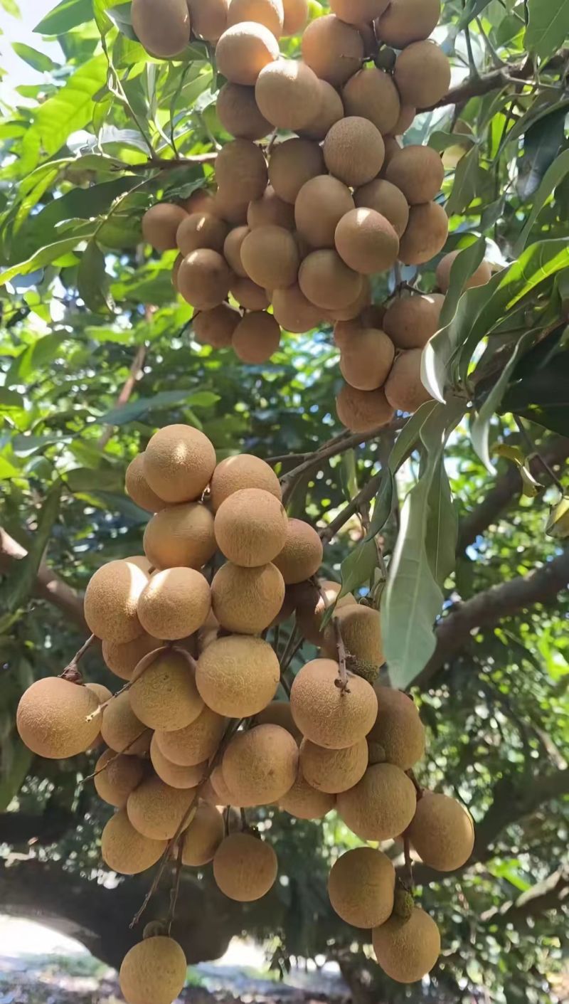 【实力推荐】石峡龙眼大量走货一手货源欢迎各大老板采购