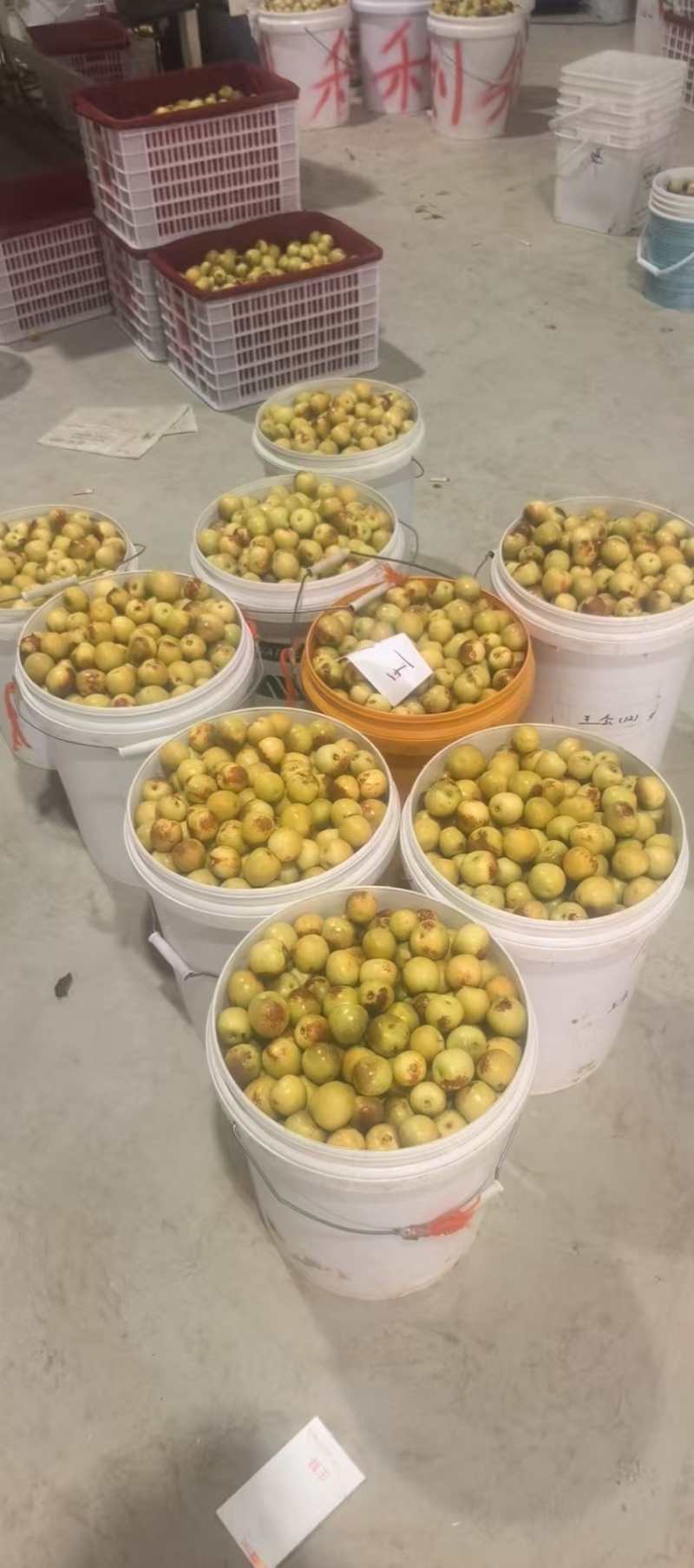 精品大荔鲜枣冬枣，新鲜上市，脆甜可口，可电商市场商超供应