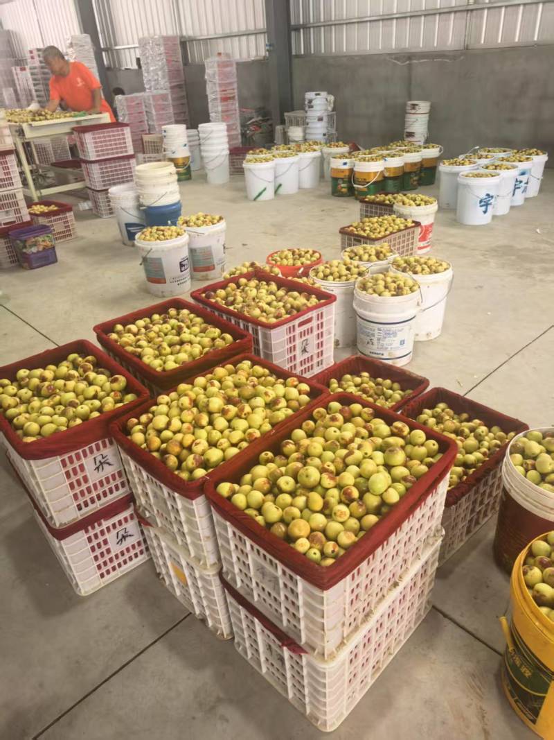 精品大荔鲜枣冬枣，新鲜上市，脆甜可口，可电商市场商超供应
