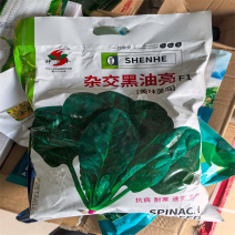 杂交黑油亮菠菜种子抗病耐寒速生高产大叶菠菜种子