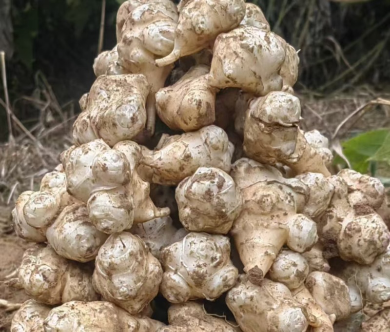 【洋姜】河南三门峡精选洋姜天然种植产地直销可视频看货