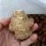 【洋姜】河南三门峡精选洋姜天然种植产地直销可视频看货