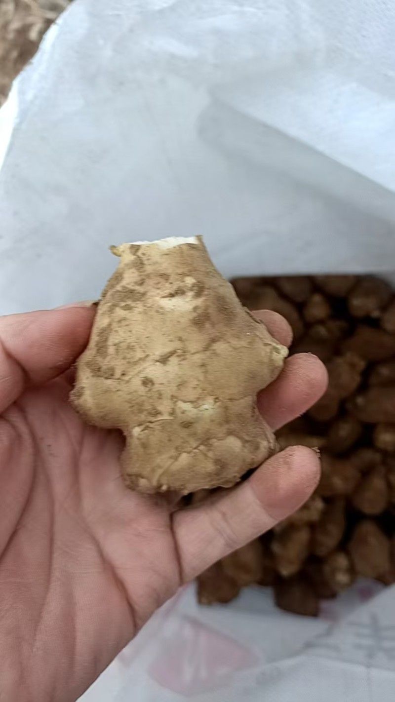 【洋姜】河南三门峡精选洋姜天然种植产地直销可视频看货