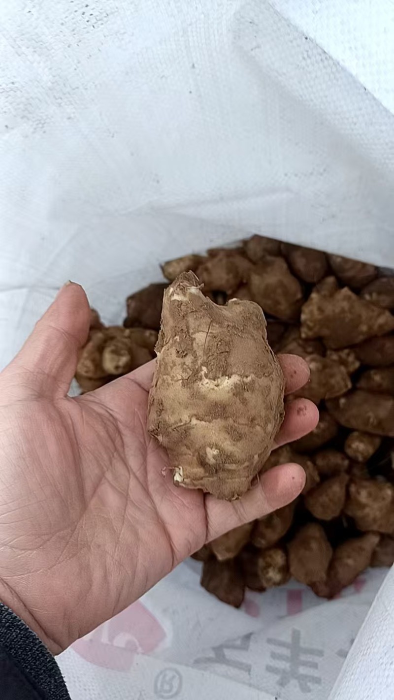【洋姜】河南三门峡精选洋姜天然种植产地直销可视频看货