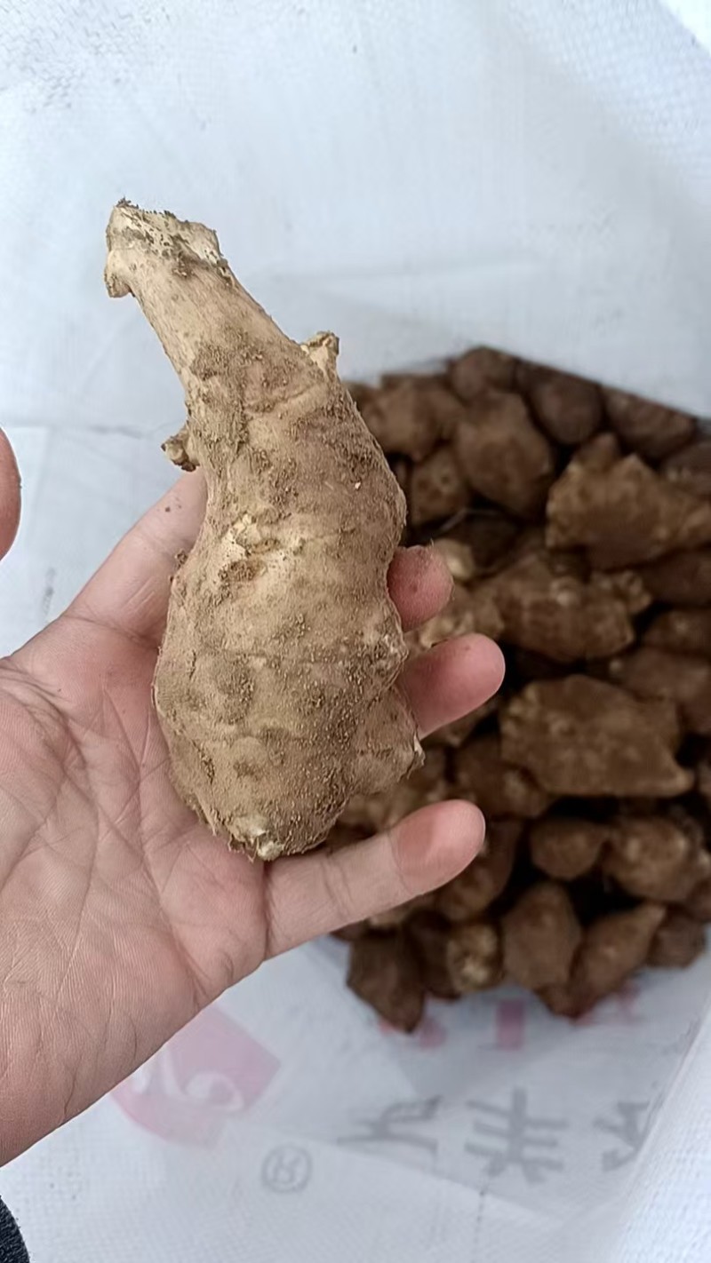 【洋姜】河南三门峡精选洋姜天然种植产地直销可视频看货