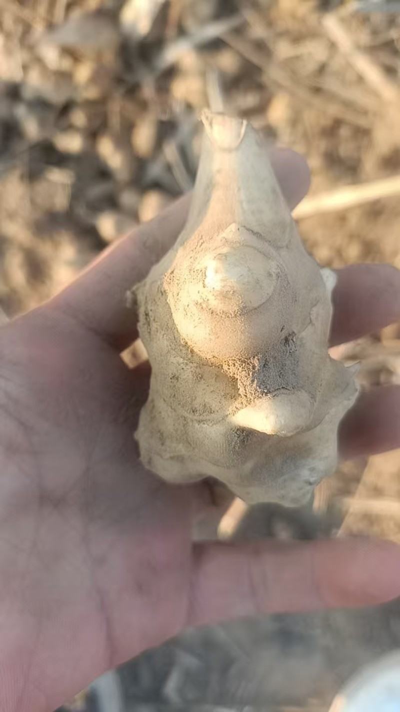 【洋姜】河南三门峡精选洋姜天然种植产地直销可视频看货