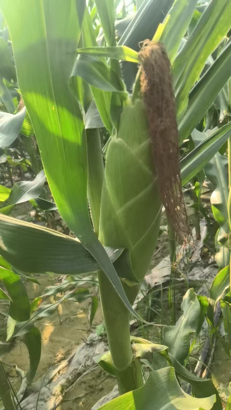 【实力供货】湖北一手货源水果玉米新鲜上市量大从优欢迎采购