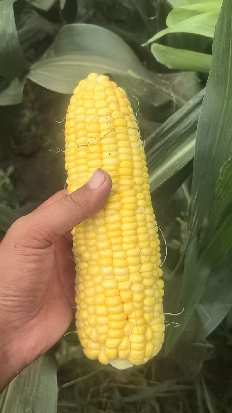 【实力供货】湖北水果玉米新鲜上市价格美丽质量好走货快热卖