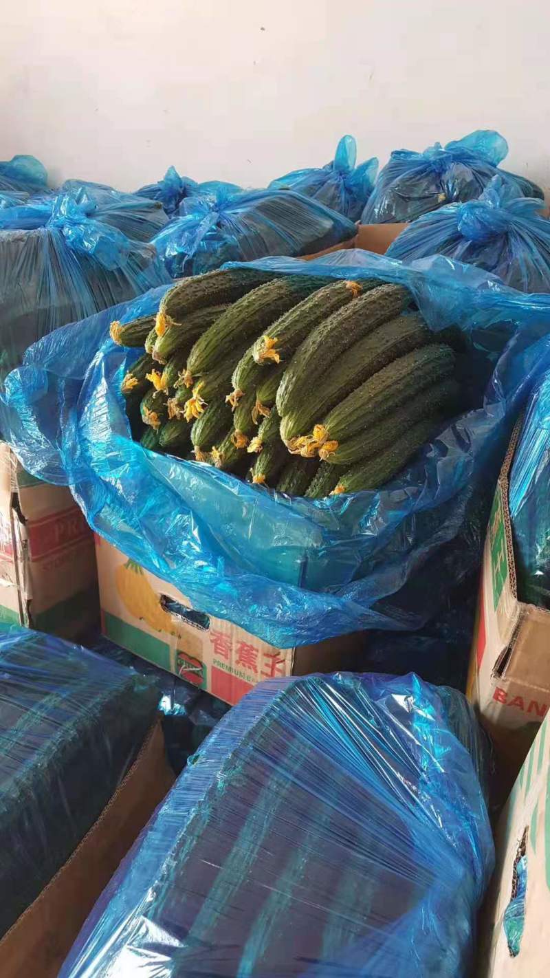 山东精品黄瓜，密刺黄瓜，价格优惠，对接电商