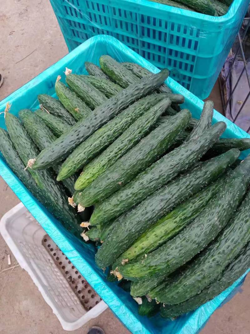 山东精品黄瓜，密刺黄瓜，价格优惠，对接电商