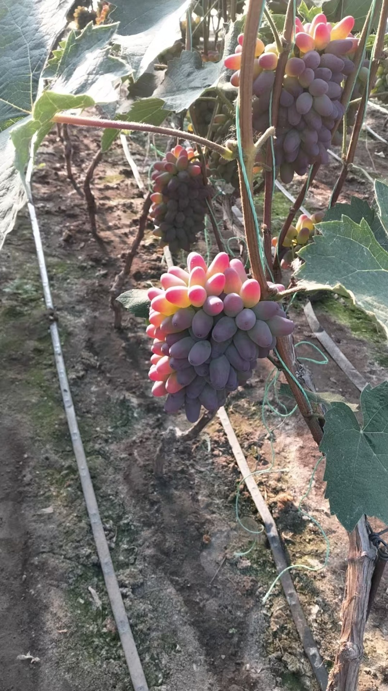 茉莉香葡萄大量上市质优价廉对接各大平台价格可谈