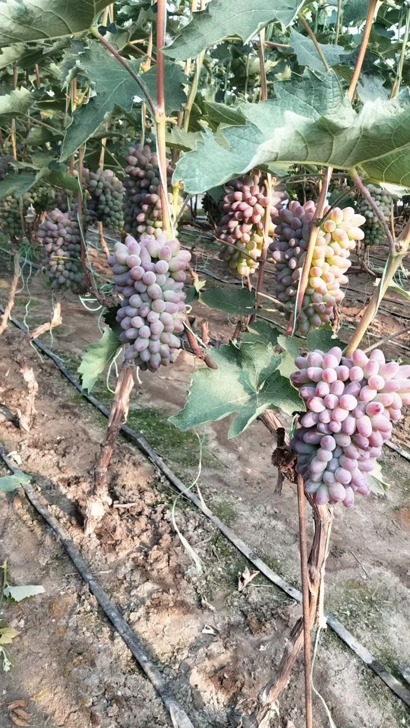 茉莉香葡萄大量上市质优价廉对接各大平台价格可谈