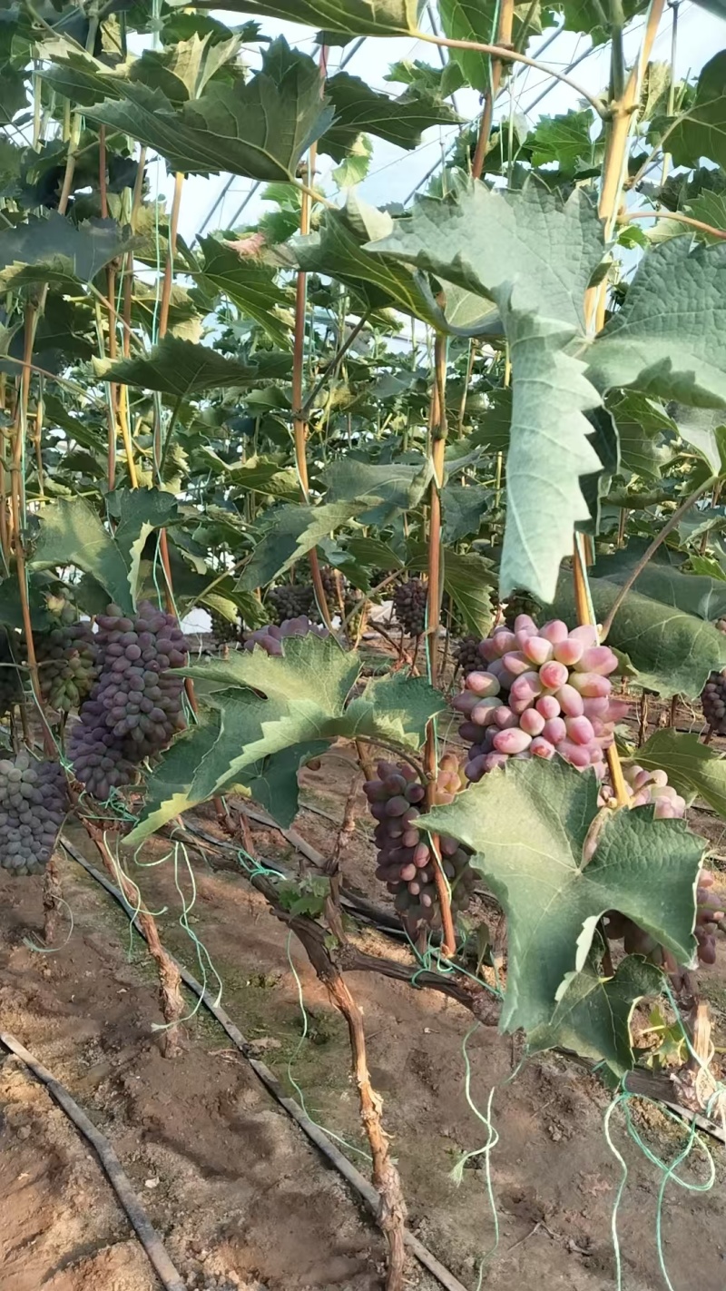 茉莉香葡萄产地直发甜度好质量优可发全国