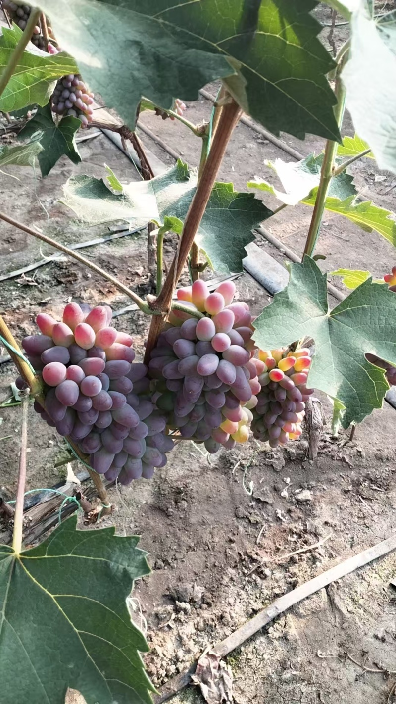 茉莉香葡萄产地直发甜度好质量优可发全国