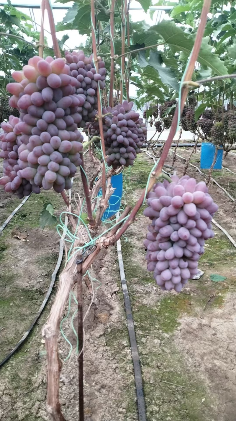 茉莉香葡萄产地直发甜度好质量优可发全国