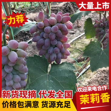 吉林长春葡萄大棚葡萄茉莉香货源稳定基地直发对接全国客商
