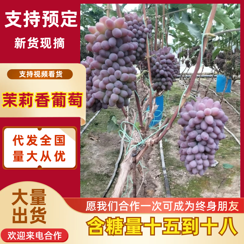 【茉莉香葡萄】吉林葡萄大棚葡萄颗粒大皮毛好口感甜大量有货