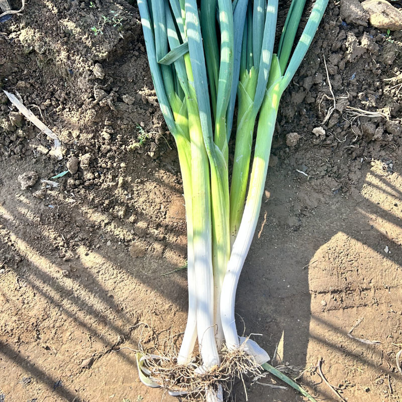 章丘大葱种子葱白长生长速度快200g耐寒芽率高