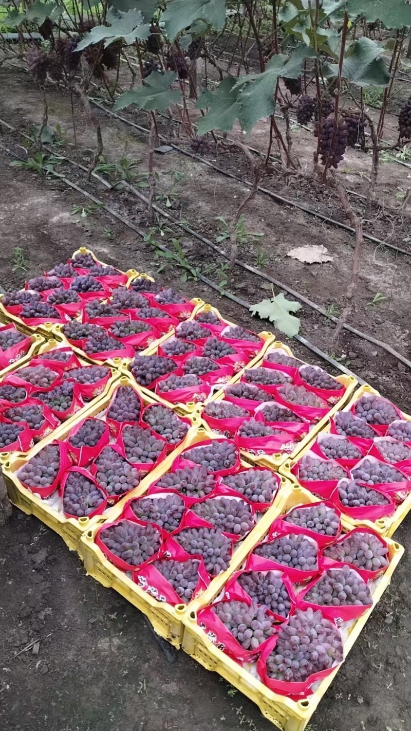 茉莉香葡萄产地直发甜度好质量优可发全国