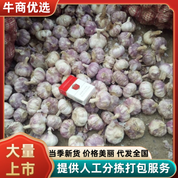 紫皮蒜5.5~6cm干蒜全国发货供货足