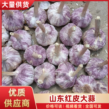 山东红皮大蒜代购代发全国各地市场提供各种包装按需分拣