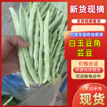 白豆角九粒白芸豆对接电商市场商超现摘现发