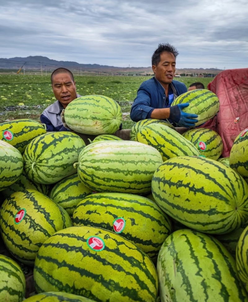 内蒙地雷瓜/金城系列/甜王系列西瓜大量现货供应，价格可谈