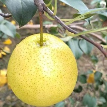云南【雪梨】【优质梨】-产地直发-价格优惠-可对接电商