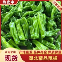 湖北长阳高山蔬菜芜湖椒香烟5号大量上市货源充足