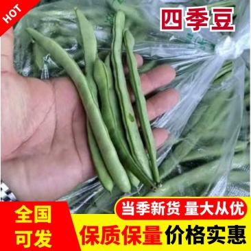 湖北四季豆无筋豆产地一手货源.量大从优保质保量