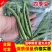 湖北四季豆无筋豆产地一手货源.量大从优保质保量