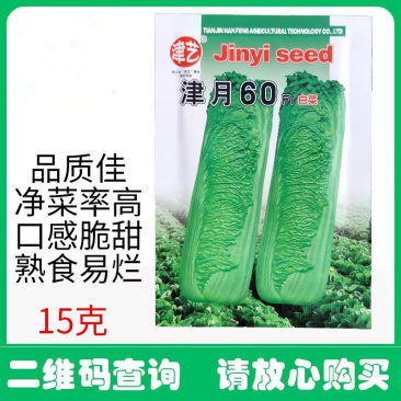 津月60青麻菜白菜种子口感脆甜纤维少白菜种子