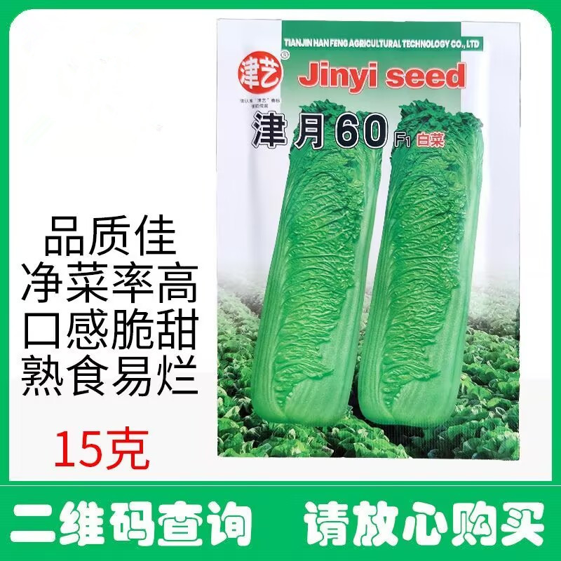 津月60青麻菜白菜种子口感脆甜纤维少白菜种子