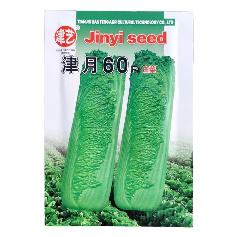 津月60青麻菜白菜种子口感脆甜纤维少白菜种子