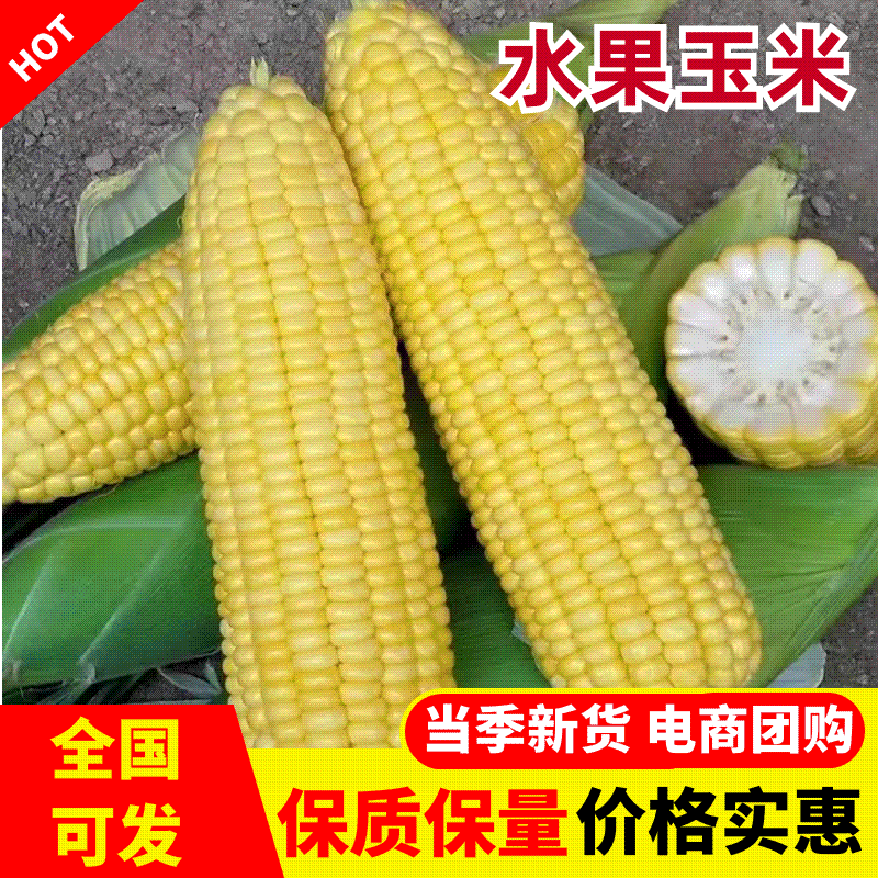水果玉米，大量有货常年供应产地直发接受视频看货对接全国