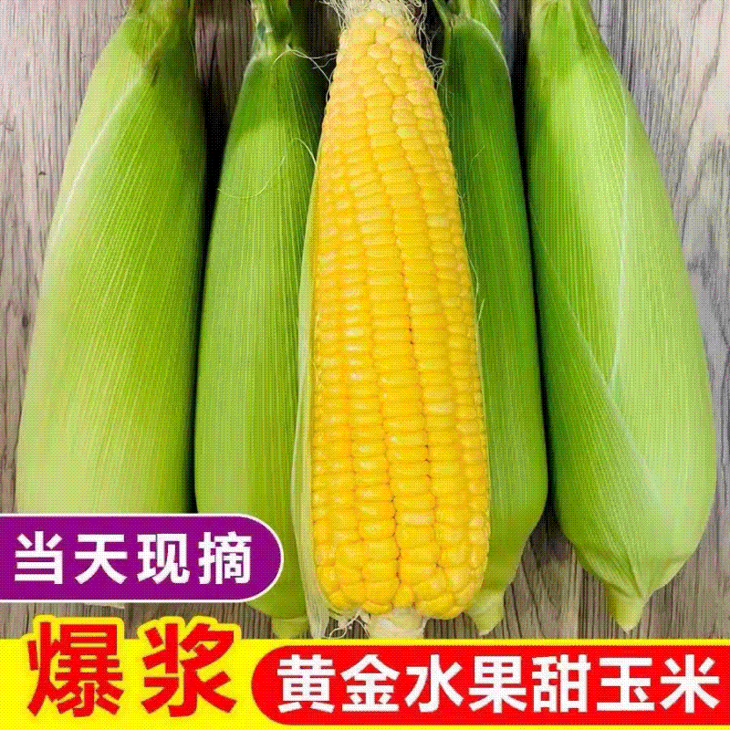黄白相间花糯水果玉米大量有货常年供应产地直发一手货源