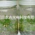 120cm-桉树组培灯