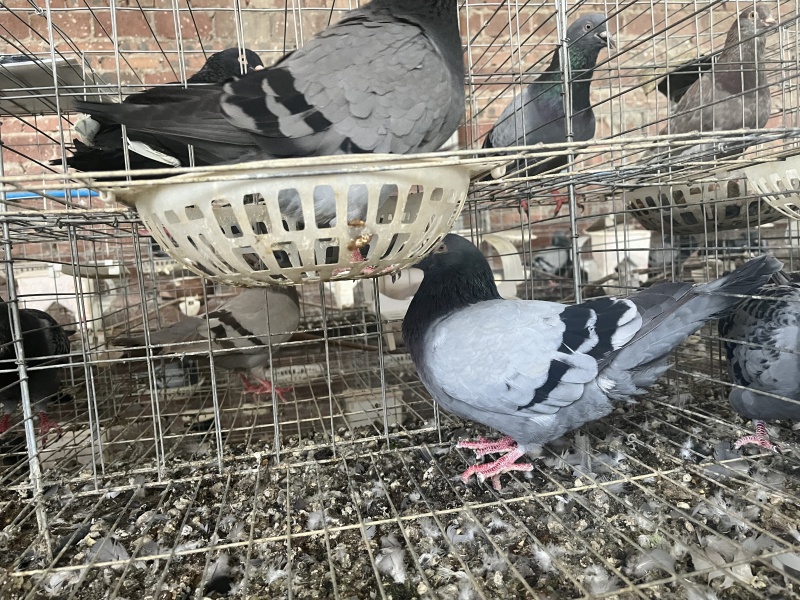 杂粮鸽子