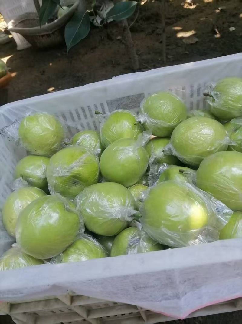 邢台青皮皇冠梨大量有货青皮脆甜基地直供可视频看货欢迎
