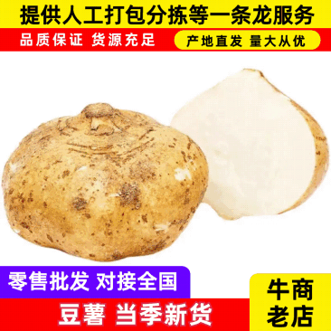 湖北天门沙土地豆薯凉薯大量有货产地直发可视频看货