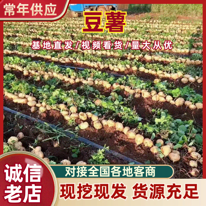 湖北一手货源精品凉薯地瓜大量有货可安排叫车