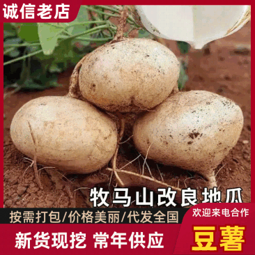沙土地豆薯凉薯沙葛大量有货供货稳定欢迎长期合作