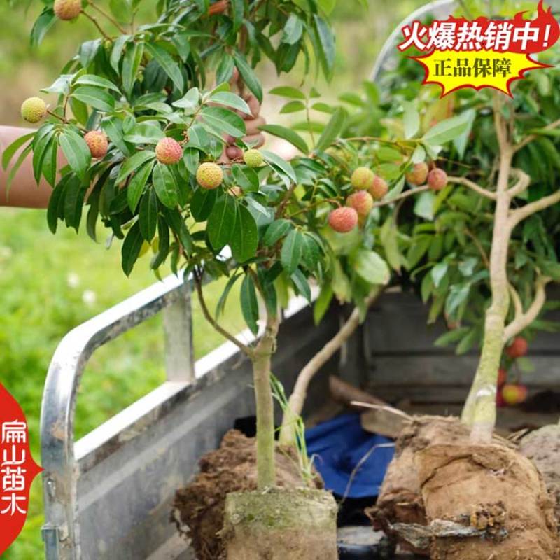 明年结果2026井岗红绛沙兰鸡嘴火山岩荔枝苗供货渠道商